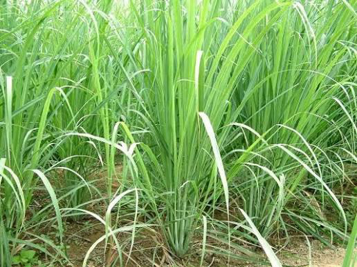 Fig. 2: Cymbopogon (lemongrass) species for effective mosquito control.